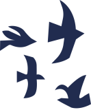 LES OISEAUX BLEU NUIT